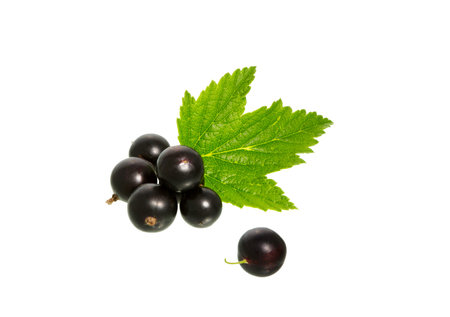 Black currant with leaves isolated on white. Currant berry with leaf.の写真素材