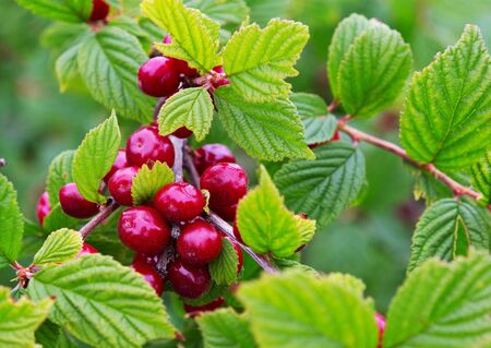 Nanking Cherry. Close-up of Nanjing cherry Prunus tomentosa as background. Korean cherry, mountain cherry, Chinese Bush cherry.の写真素材