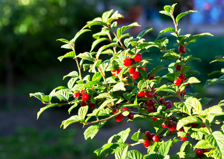  Nanking Cherry.  Prunus tomentosa as background. Korean cherry, mountain cherry, Chinese Bush...