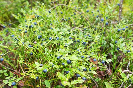 Wild fresh organic blueberry bush in forest.  Blueberry plant growing naturally. Huckleberry,  (North West Russia.)の写真素材