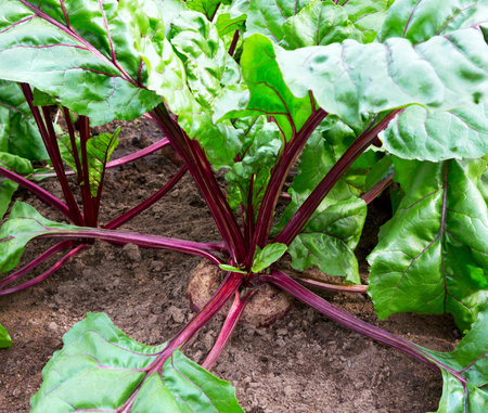 Organic beetroots growing in farm.