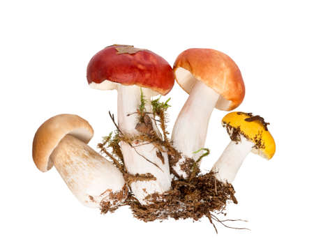 Mushrooms isolated on white background. Variety of raw mushrooms cut out. Wild forest mushroom. Autumn Cepe mushrooms.の写真素材