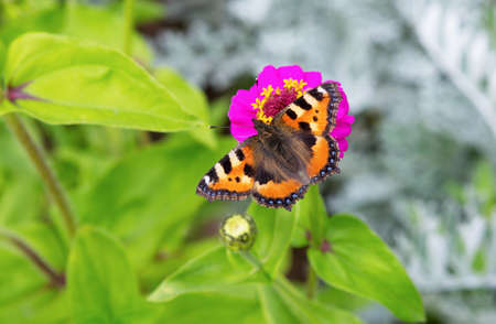 Butterfly on a Flower garden. Blur flower background.の写真素材