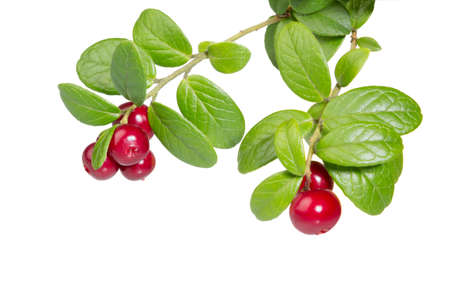 Cranberries with leaves. Lingonberries. Branches forest cowberries isolated on white. Wild berry cowberry.の写真素材
