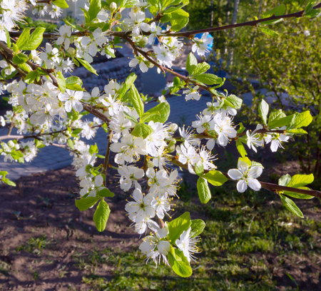 Blossoming branch in springtime. Blooming plum tree. Plum-tree branch with white flowers in the...