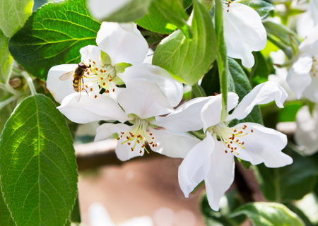 Blossom apple tree in spring time. Blooming apple as nature background, spring. Apple-tree...