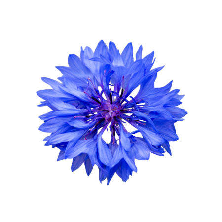 Close up of blue cornflower flower isolated on white background. Blue Cornflower Herb or bachelor...