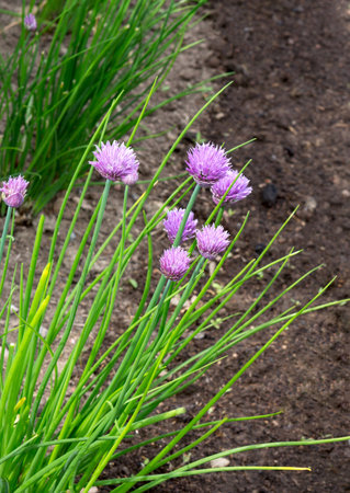 Chives onion plant blossoming. Onion flowers. Chives (Allium schoenoprasum) flowering.