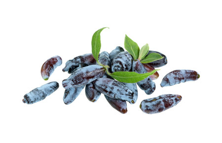 Honeysuckle berries and leaves isolated on white background. Blue Honeysuckle berry (Lonicera caerulia), woodbine.の写真素材