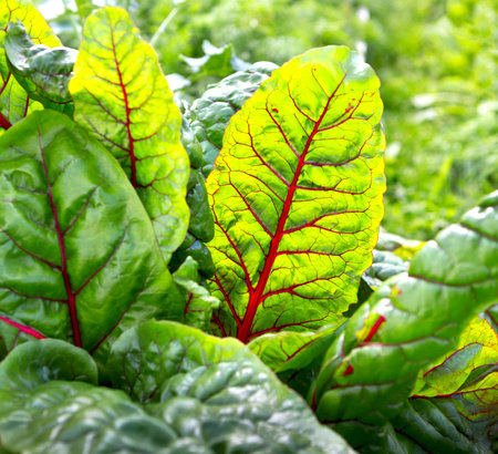 Beet leaves. Mangold leaves, fresh beet leaf us background. Beet green leaves in field. Beet leaves...