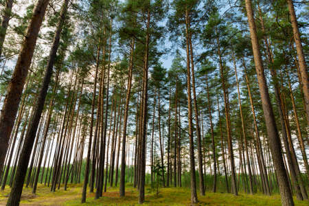 Trees in the pine forest on a clear summer day. Russia.の写真素材