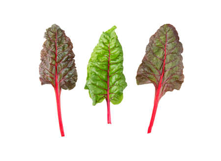 Beet leaves. Beetroot leaves, fresh beet leaf isolated on white background.の写真素材