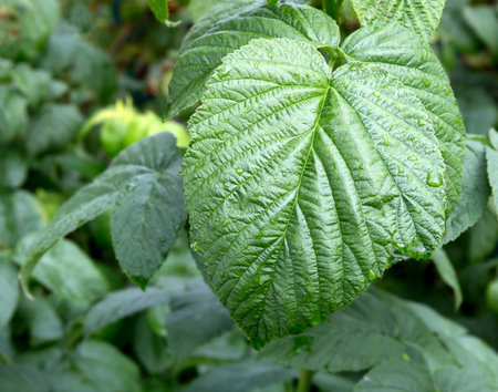 Raspberry leaves. Leaf of raspberry. Shallow depth of field.