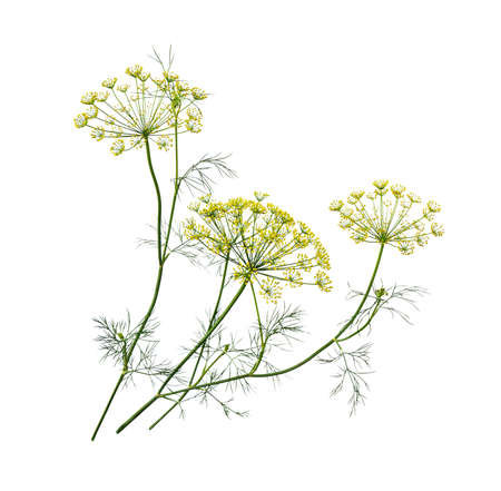 Branch of fresh green dill herb leaves isolated on white background. Flowering plant dill.の写真素材