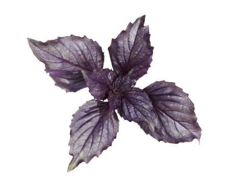 Purple basil leaves (tops). Red basil leaves isolated on white background. Clipping paths.の写真素材