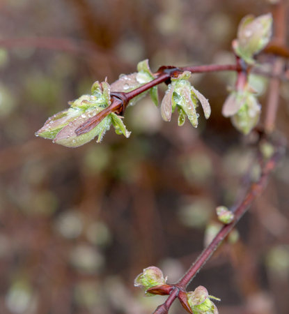Spring. Branch with spring buds. Bushes of honeysuckle branch with buds and first leaves in spring