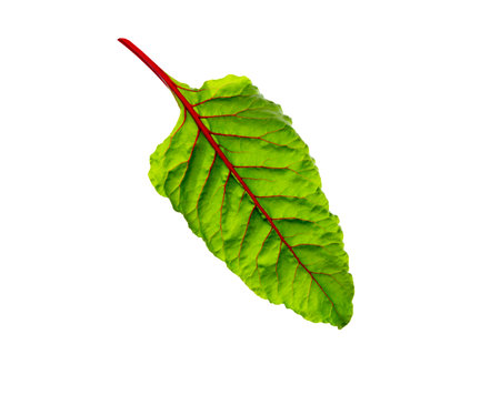 Beet leaves. Beetroot leaves, fresh beet leaf isolated on white background.の写真素材