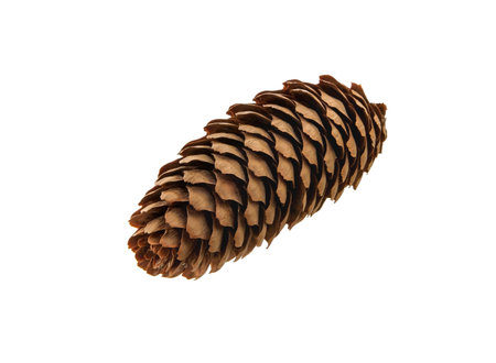 Pine cone on white background. Cones of coniferous treesの写真素材