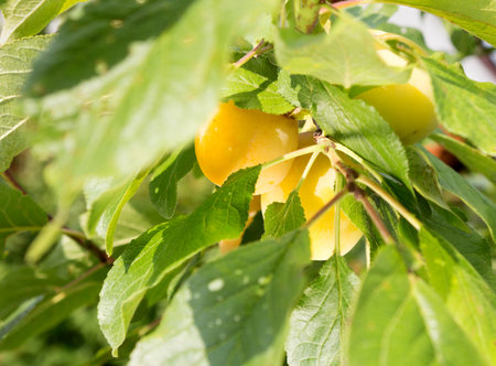 Yellow plum on the tree on a summer day. green background. selective focus.の写真素材