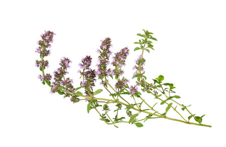Salvia sclarea, clary, or clary sage Isolated on white background. Salvia sclarea herb. Clary sage herb.の写真素材
