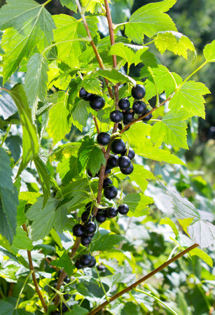 current bush. Current berries on the branch in a garden.の写真素材