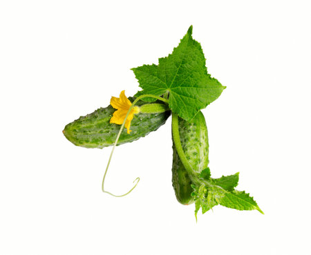 Cucumber plant. Cucumber with leaves and flowers isolated on white background.の写真素材