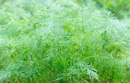 Fresh green fennel. Dill with water droplets and bokeh. Nature green backgrounds.の写真素材