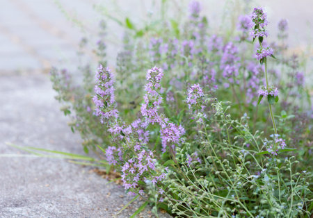 Background or Texture of Salvia. Salvia or Sage flowers with purple flowers blooming in in the gardenの写真素材