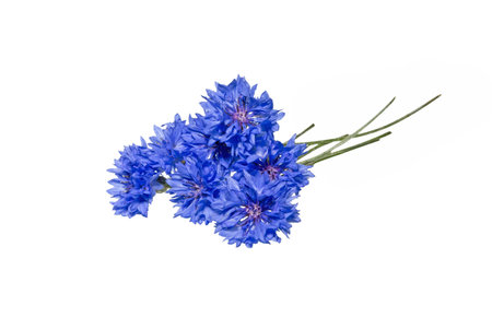 Close up of bouquet blue cornflower flower isolated on white background. Blue Cornflower Herb or...