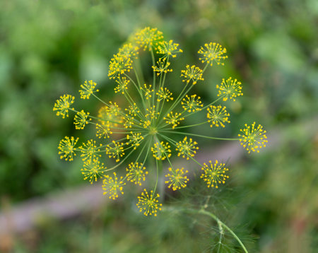 Dill plant. Dill flowering, bloomsl. Fennel leaves. Green leaf background.の写真素材