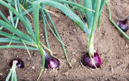 Onion plan. Bulbs of Red onions with green stalks in the vegetable garden.の写真素材