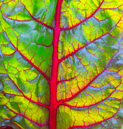 Close-up of leaf background. Leaf texture. Macro photographyの写真素材