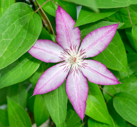 Clematis flower close-up in the garden. Nature background.の写真素材