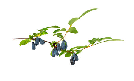 Honeysuckle. Blue honeysuckle fruits with leaves, isolated on a white backgroundの写真素材