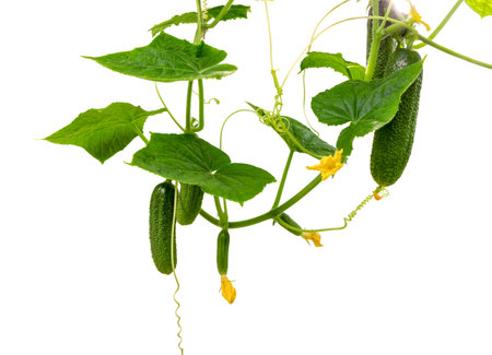 Cucumber plant. Cucumber with leaves and flowers isolated on white background. Growing cucumber plant in the garden.の写真素材