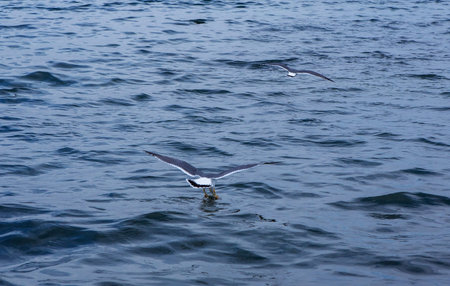Seaside landscape. Seagulls against the background of the sea. Seascape. Pacific ocean. Russia.