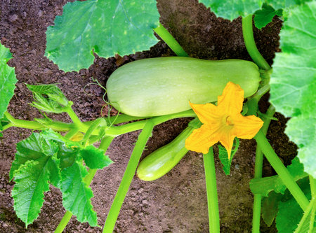Zucchini with flower and fruit in field. Green vegetable marrow growing on bush. Courgettes blossoms.の写真素材