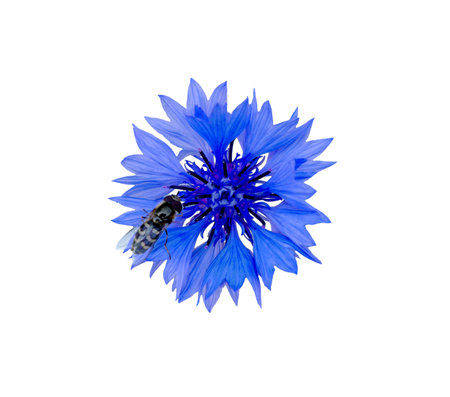 Close up of blue cornflower flower, isolated on white background. Blue Cornflower Herb or bachelor...