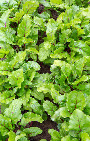 Beet plantation. Young beets grow in the garden. Leaves of growing beets. Organic farming.