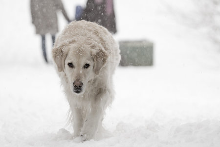 Labrador
