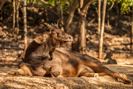 Sambar Deer in the park at Tiger Temple in Thailandの写真素材