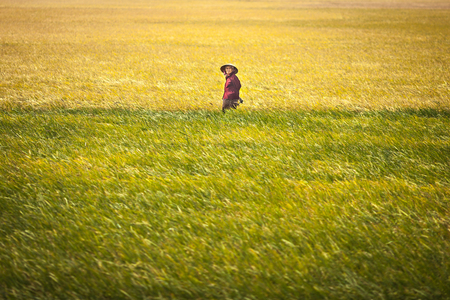 Woman at rice fieldのeditorial素材