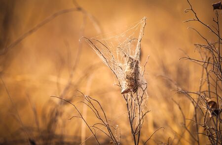 Insect trapped into the spiders web in Botswana, southern Africaの写真素材