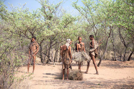 Kalahari BotswanaOctober 16 2011. Group of Bushmen women collects the straws to carry home on October 16 2011 in Kalahari desert of Botswana.のeditorial素材