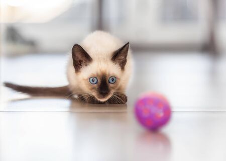 Old style seal point female Siamese kitten plays with the ball.の写真素材