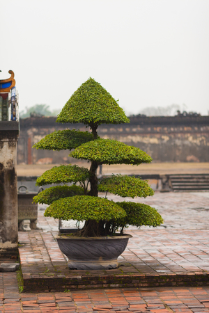 Vietnam, Hue. Bonsai tree, decoration in the courtyard of the Imperial Forbidden city complex in Citadel.の写真素材