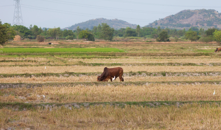 Cow grazing on the field in vietnamese countryside captured from a passing train on the route from Hue to Ho Chi Minch City.の写真素材