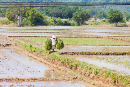 Vietnam-December 26, 2013. Vietnamese man walking at rice fields and carrying wooden stick with bundles of rice plants at countryside on December 26, 2013 captured from a passing train in Vietnam on the route from Hue to Ho Chi Minch City.のeditorial素材