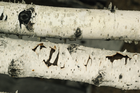 Closeup of birch sticks and moss rustic natural vertical background textureの写真素材