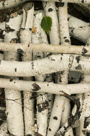 Closeup of birch sticks and little leaf background textureの写真素材